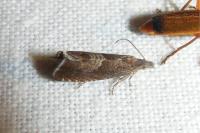 Dichrorampha acuminatana