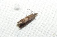 Dichrorampha acuminatana