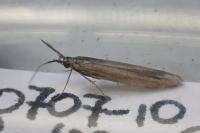 Coleophora mayrella