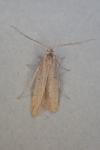 Coleophora lutipennella