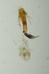 Coleophora lutipennella