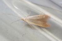Coleophora flavipennella