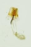Coleophora flavipennella