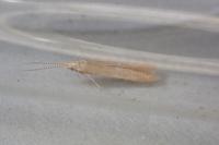 Coleophora lutipennella