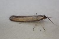 Coleophora deauratella