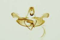 Coleophora deauratella