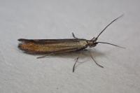 Coleophora alcyonipennella