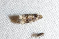 Endothenia