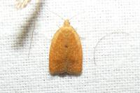 Clepsis consimilana