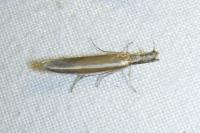 Pleurota aristella