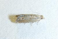 Eucosma