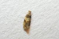 Celypha aurofasciana