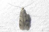 Borkhausenia nefrax