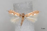 Phyllonorycter endryella