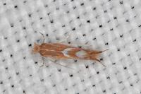 Phyllonorycter endryella