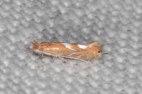 Phyllonorycter endryella