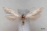 Coleophora strigosella