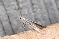 Coleophora strigosella