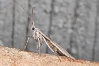 Coleophora strigosella
