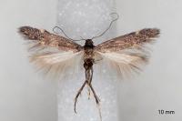 Oxypteryx immaculatella