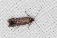 Oxypteryx immaculatella