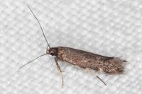 Oxypteryx immaculatella