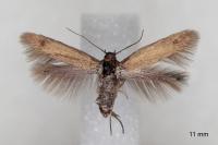 Scythris terrenella