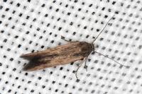 Scythris terrenella