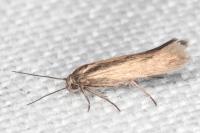 Scythris terrenella