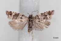Rhopobota stagnana