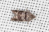 Rhopobota stagnana