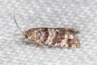 Rhopobota stagnana