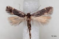Aproaerema anthyllidella
