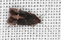 Aproaerema anthyllidella