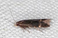 Aproaerema anthyllidella