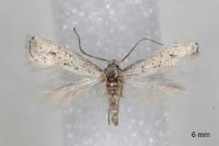 Elachista subocellea