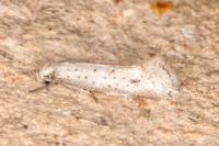 Elachista subocellea