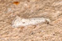 Elachista subocellea