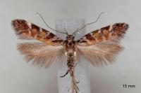 Aristotelia decurtella
