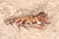 Aristotelia decurtella