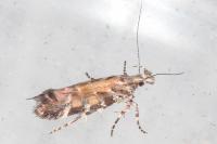Aristotelia decurtella