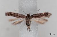 Aproaerema anthyllidella