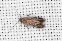 Aproaerema anthyllidella