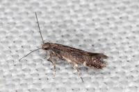 Aproaerema anthyllidella