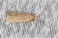 Symmoca oenophila