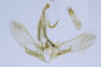 Symmoca oenophila