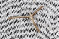 Agdistis heydenii