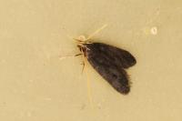 Eurodachtha siculella