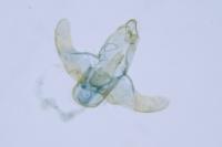 Eurodachtha siculella