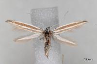 Coleophora bilineella